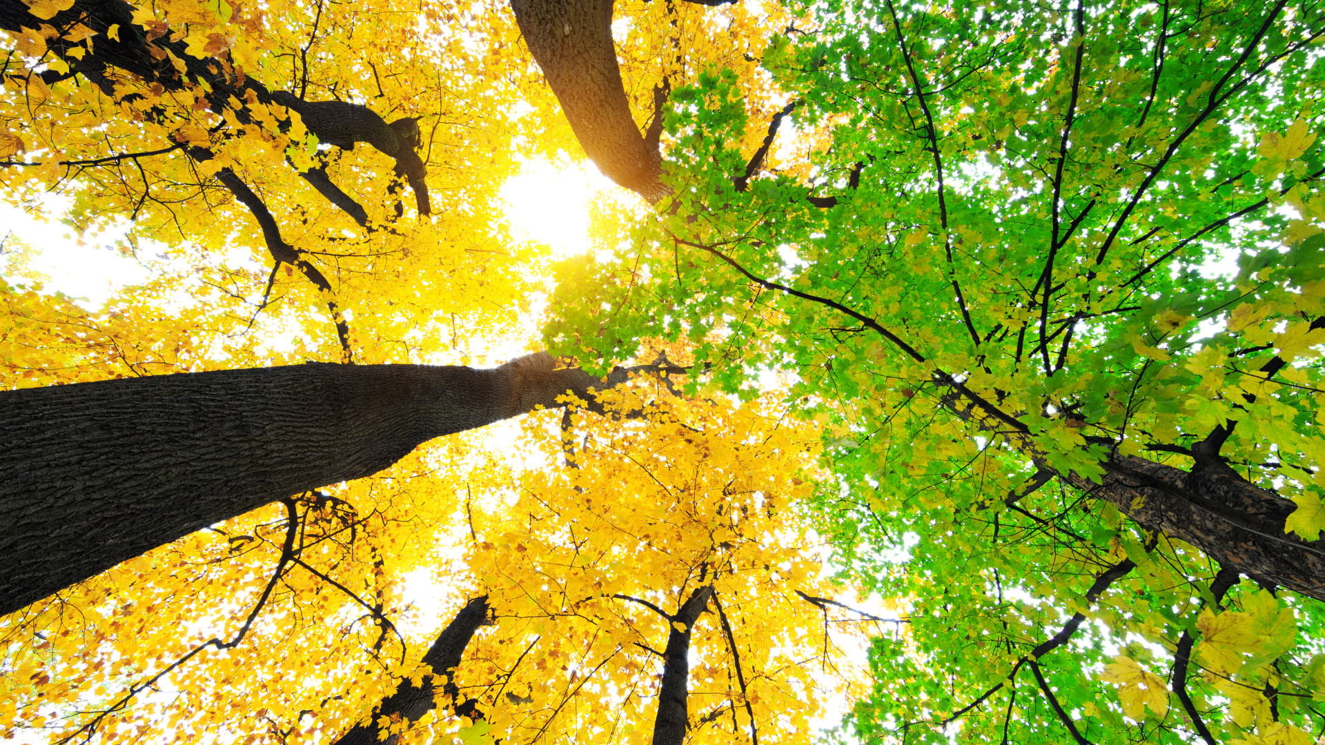 Environmental Responsibility (E)